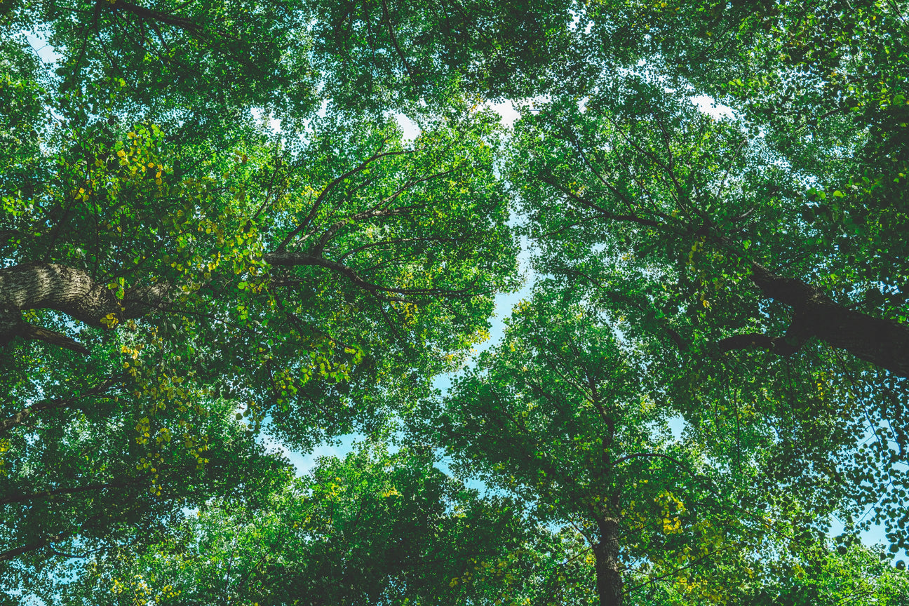 One Tree, Three Completely Different Smells