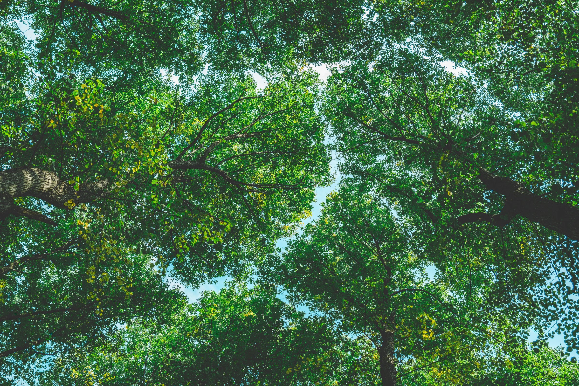 One Tree, Three Completely Different Smells